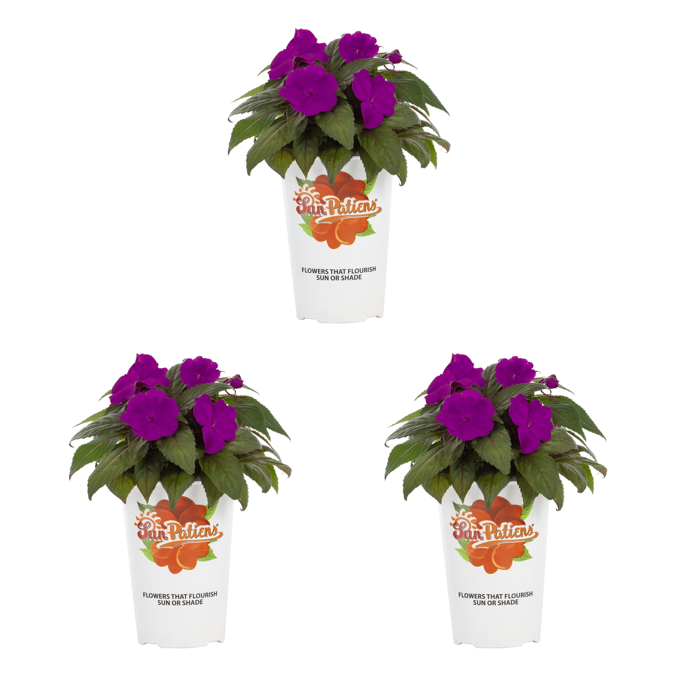 SunPatiens® Impatiens 2.5QT Purple Annual Live Plants (3 Pack) with Grower  Pots - Walmart.com
