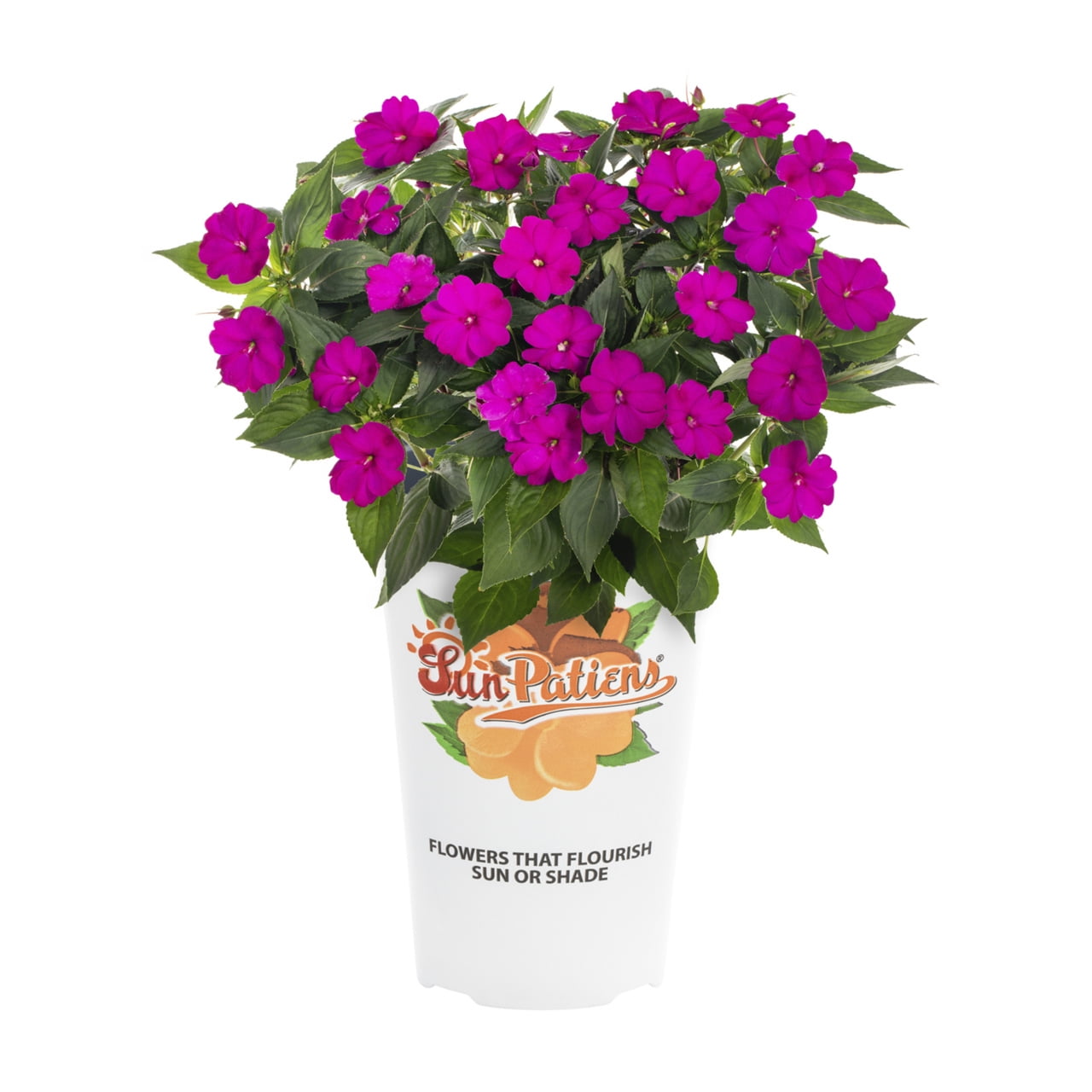 SunPatiens 2QT Purple Impatiens Live Annual Plant Sun 3-Pack