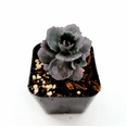 thumbnail image 1 of SunSparkler® Sedum 'Blue Pearl' Succulent Plant 2 Inch for Indoor Outdoor Home Office Garden Decor, 1 of 6
