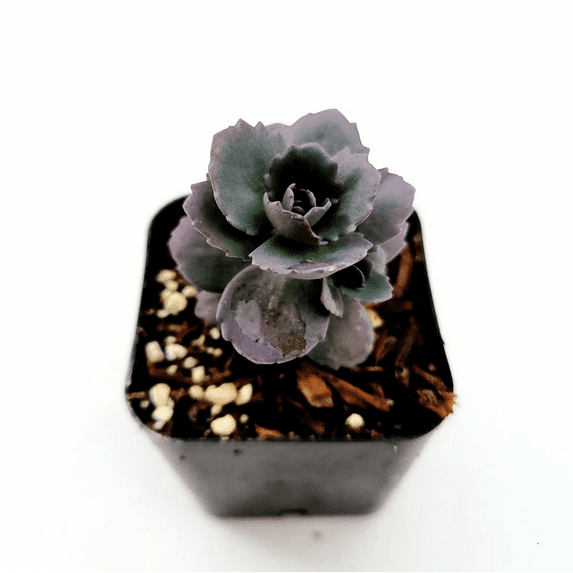 SunSparkler® Sedum 'Blue Pearl' Succulent Plant 2 Inch for Indoor Outdoor Home Office Garden Decor