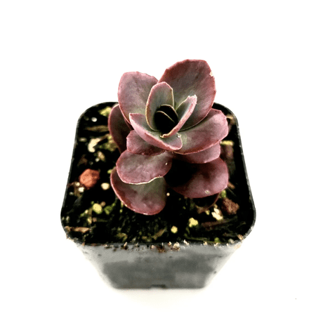 SunSparkler® Sedum 'Cherry Tart' Succulent Live Plant 2 Inch for Indoor Outdoor Home Office Garden Decor
