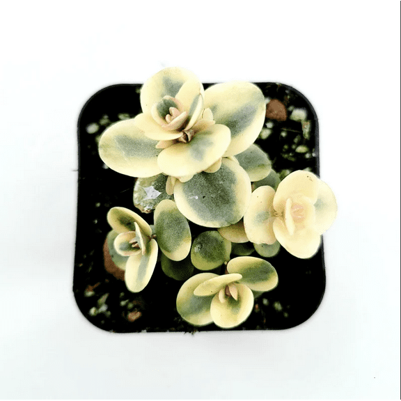 SunSparkler Sedum 'Lime Twister' Succulent Plant 2 Inch for Indoor Outdoor Home Office Garden Decor