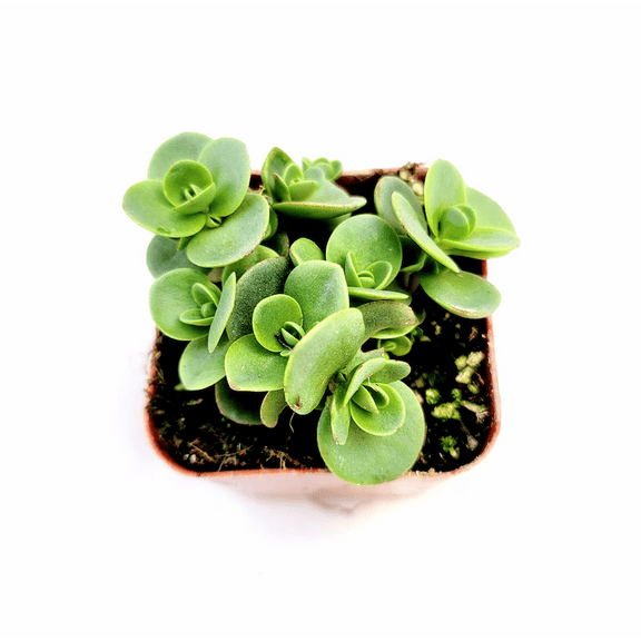 SunSparkler Sedum 'Lime Zinger' Succulent Plant 2 Inch for Indoor Outdoor Home Office Garden Decor