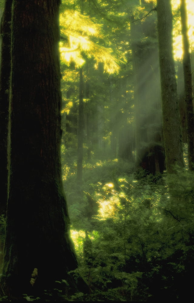 Sunbeams In Forest Of California Redwoods Canvas Art - Carson Ganci Design Pics (11 x 17)