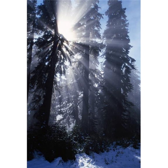 Sunbeams Through Pine Trees Poster Print by Natural Selection Craig Tuttle, 24 x 36 - Large
