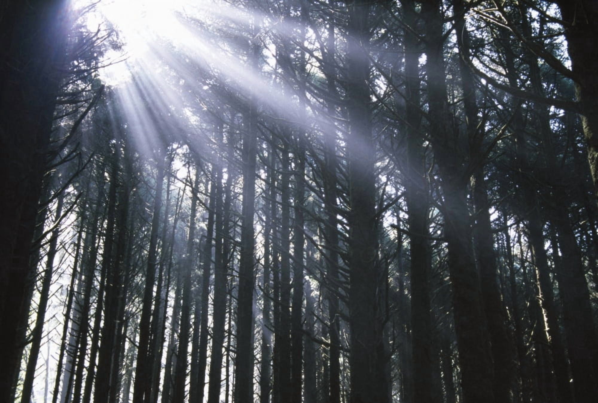 Sunbeams Through Silhouetted Pine Trees Canvas Art - Natural Selection Craig Tuttle  Design Pics (36 x 24)
