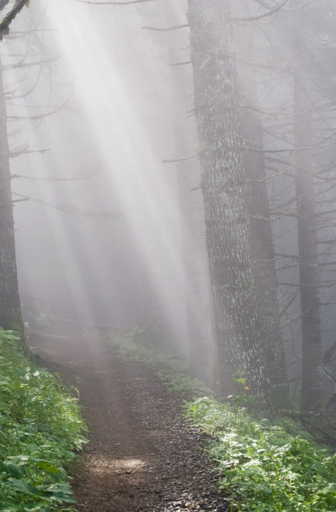 Sunbeams through the foggy forest onto a hiking trail on Saddle Mountain Elsie Oregon United States of America Canvas Art - Robert L Potts Design Pics (12 x 19)