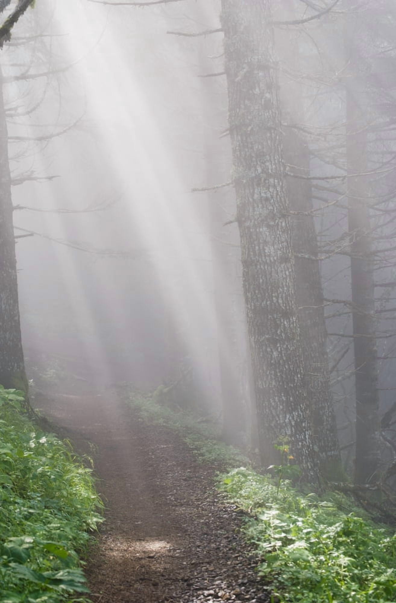 Sunbeams through the foggy forest onto a hiking trail on Saddle Mountain Elsie Oregon United States of America Canvas Art - Robert L Potts Design Pics (24 x 38)