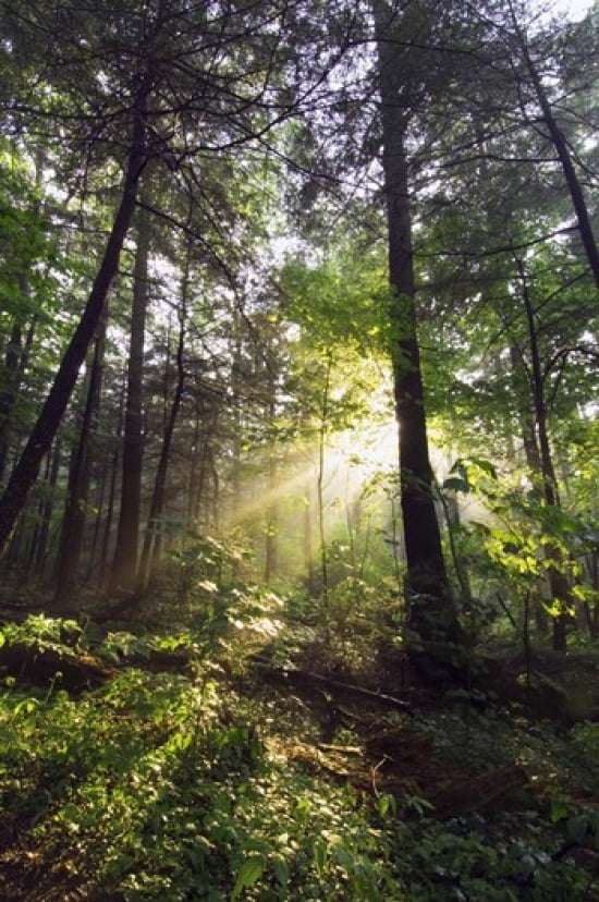 Sunbeams in dense forest Great Smoky Mountains National Park Tennessee USA Canvas Art - Panoramic Images (16 x 24)
