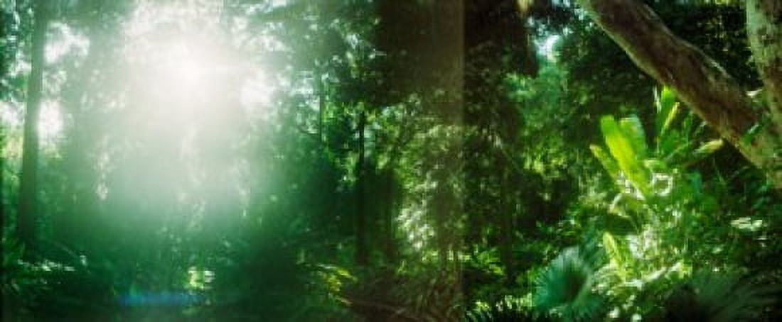 Sunbeams shining through trees in a forest Parque Lage Jardim Botanico Corcovado Rio de Janeiro Brazil Canvas Art - Panoramic Images (30 x 13)