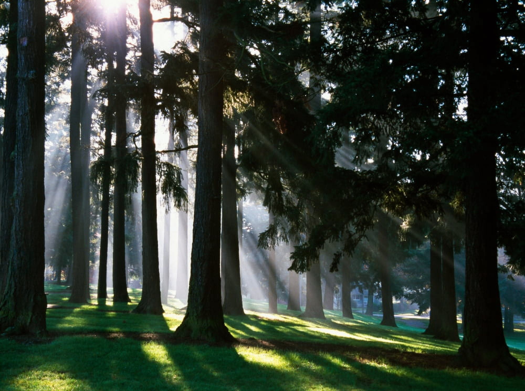 Sunbeams through misty trees Oregon united states Canvas Art - Panoramic Images (24 x 18)