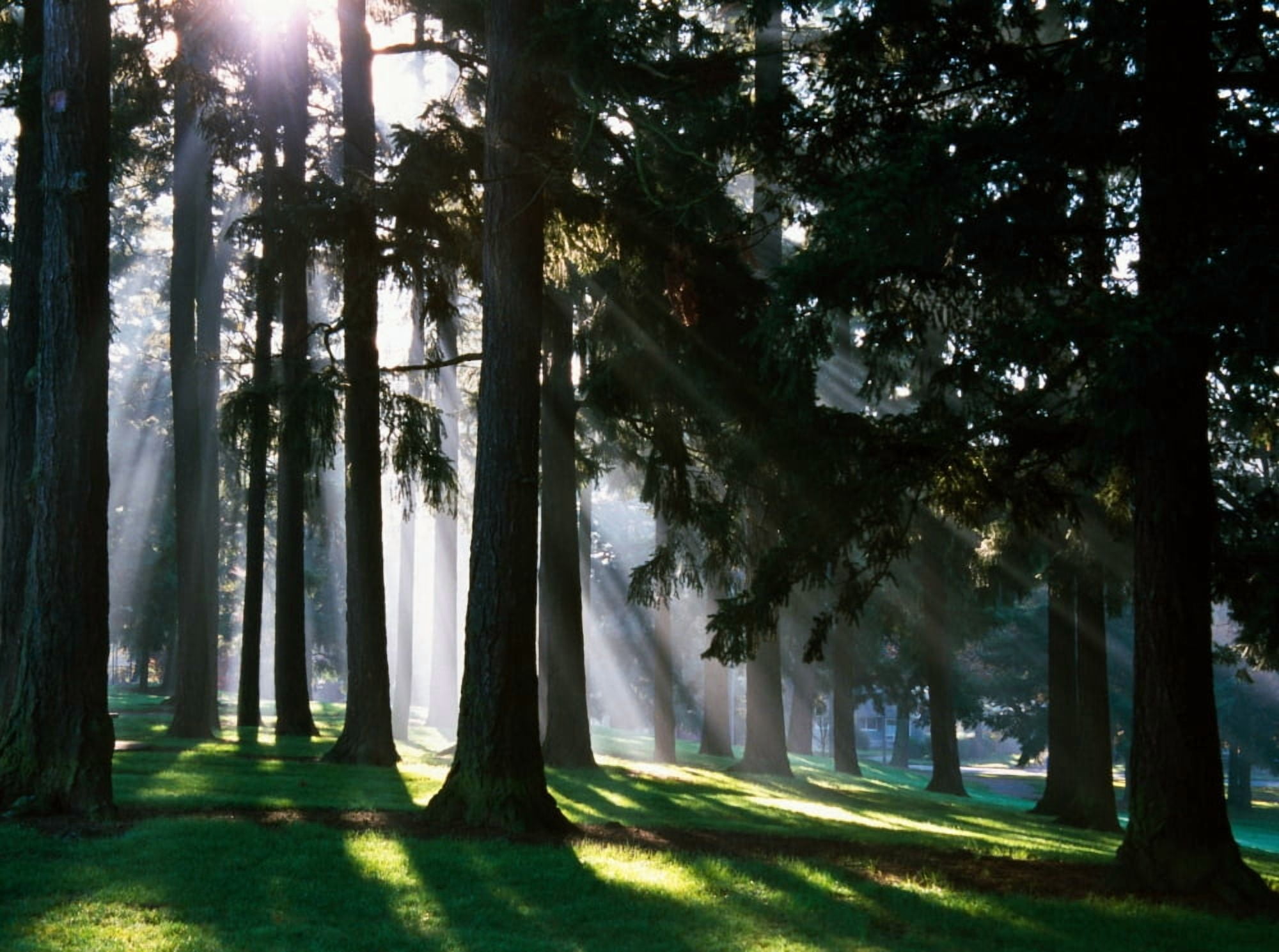 Sunbeams through misty trees Oregon united states Canvas Art - Panoramic Images (36 x 24)