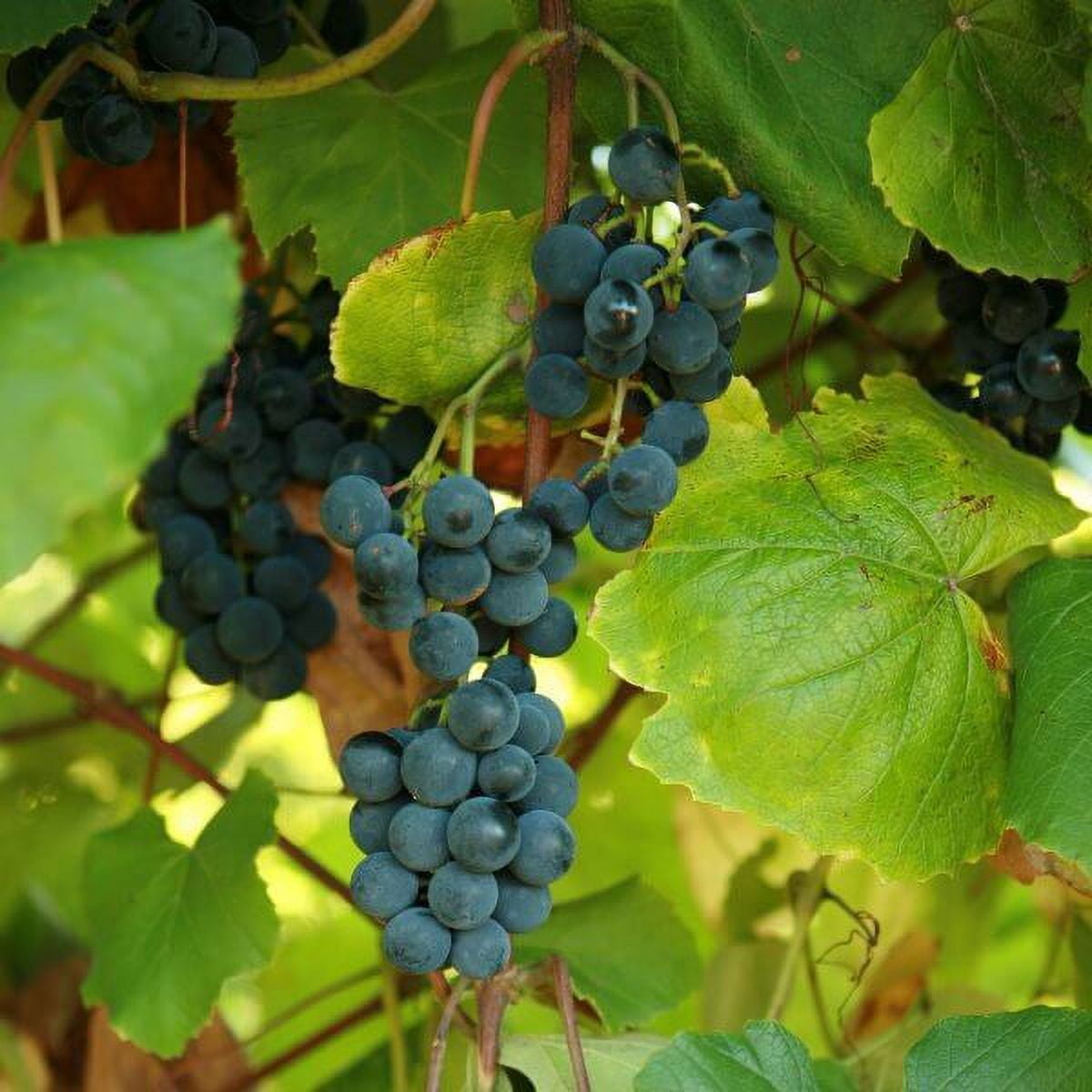 Grape Vine Plant