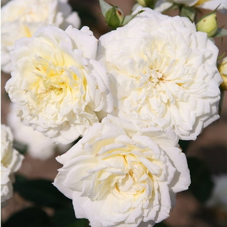 Sunbelt Polar Express Shrub Rose by Heirloom Roses - Live Rose Bush