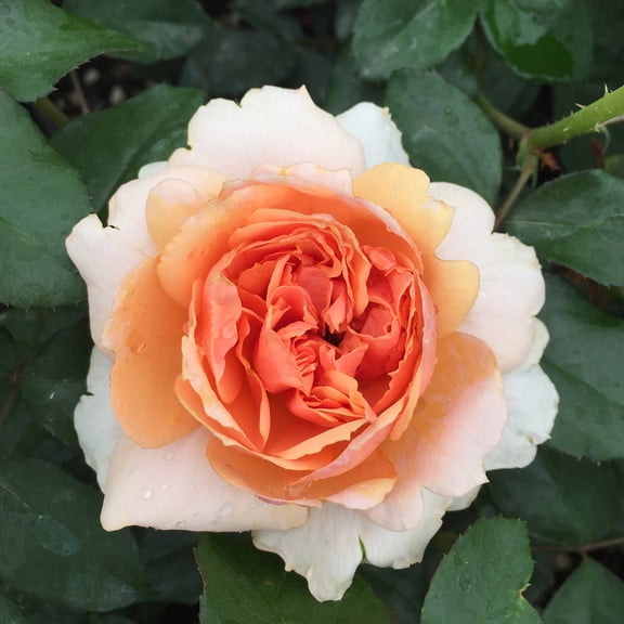 Sunbelt Soul Sister Floribunda Rose by Heirloom Roses - Live Rose Plants