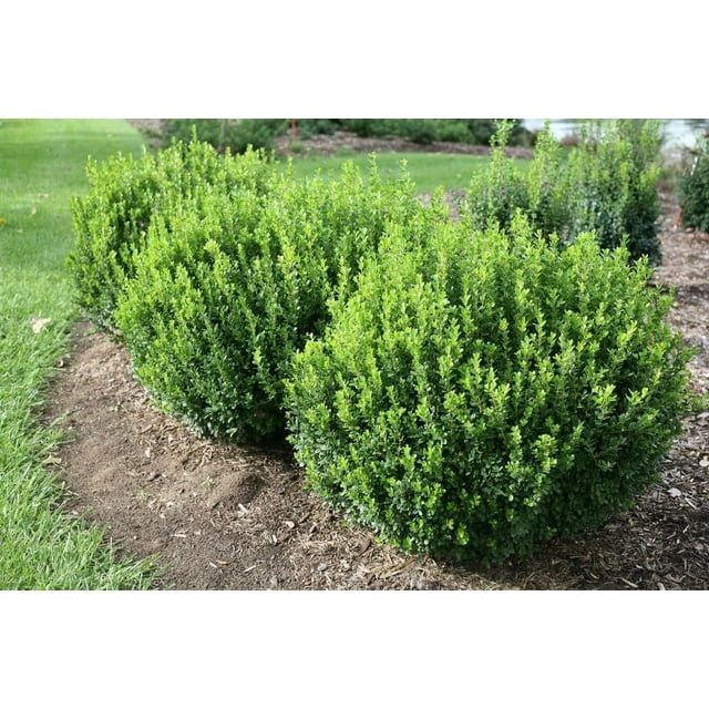 Sunbright Boxwood 10 Live 2 Inch Plants Luminous GoldenYellow Foliage