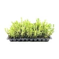 thumbnail image 1 of Sunbright Boxwood  20 Live Plants  Luminous Golden-Yellow Foliage, Perfect for Borders & Landscaping, Year-Round Color & Drought Tolerant, Live Shrub Plant, 1 of 8