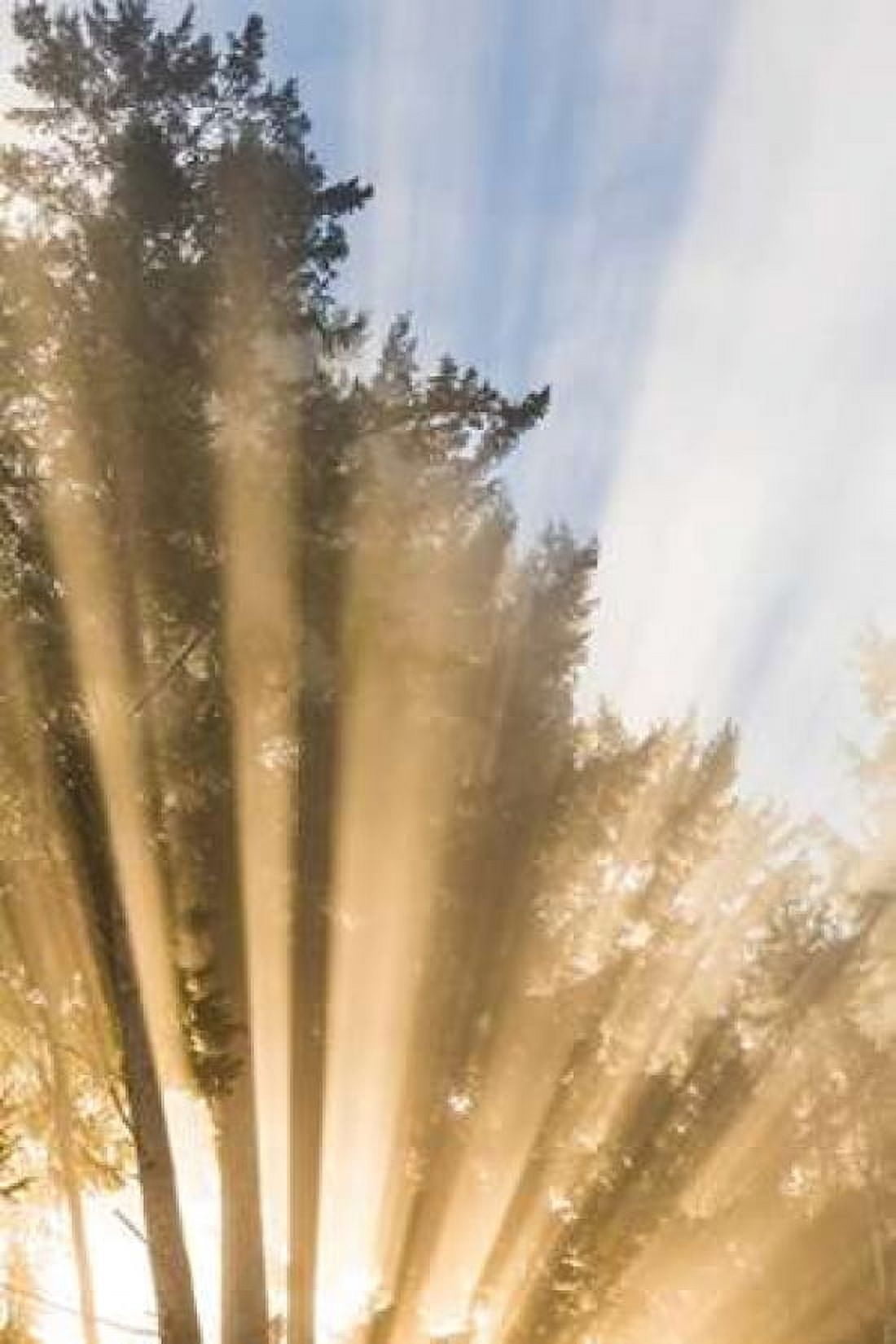 Sunburst II Canvas Art - Kathy Mahan (24 x 36)