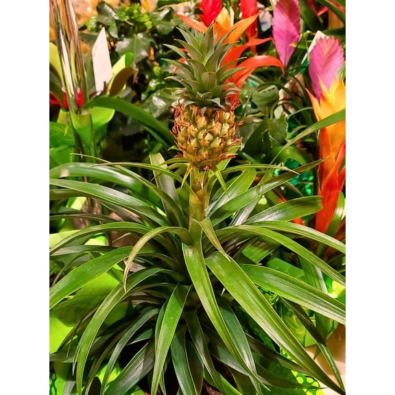 Sunburst Lemon Tree | Compact Citrus with Fragrant Blossoms | Perfect for Gardens & Containers | Buzzing Pollinators | Fully Sun, Well-Drained Soil | Evergreen Bush 5" Pot