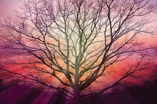 Sunburst Sentinel Canvas Art - Irene Weisz (12 x 18)