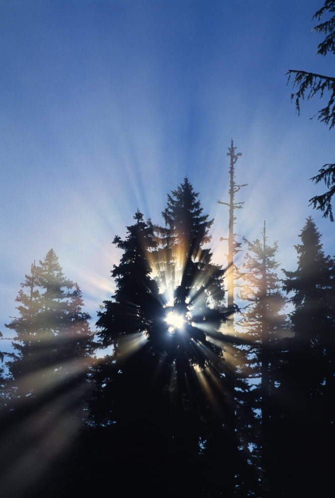 Sunburst Through Silhouetted Pine Trees Canvas Art - Natural Selection Craig Tuttle Design Pics (24 x 36)