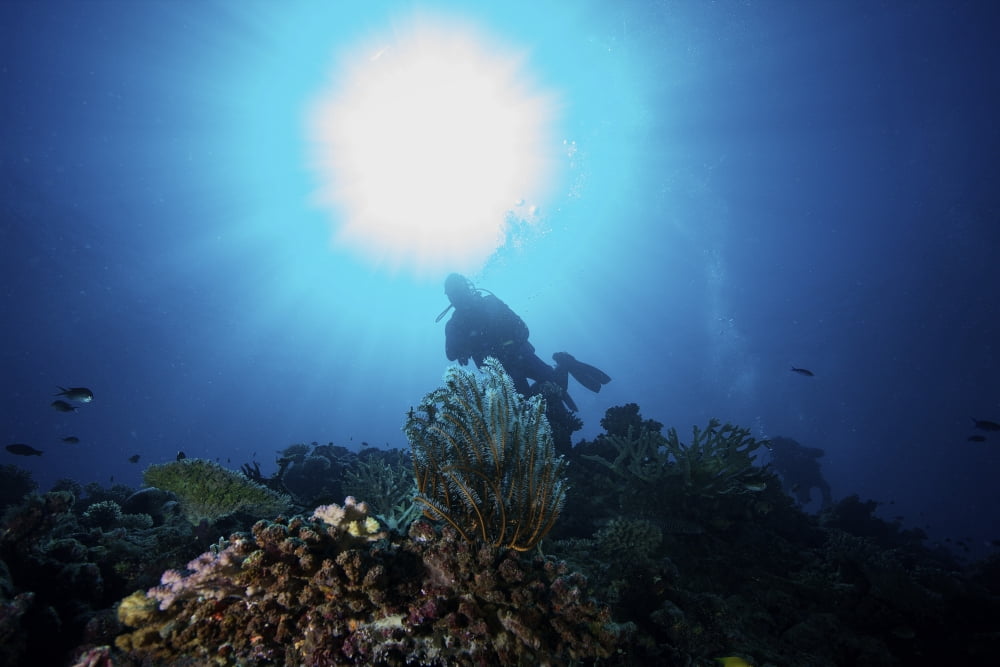 Sunburst above a diver amongst the reefs in Fiji Canvas Art - Terry MooreStocktrek Images (35 x 23)