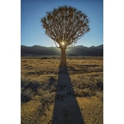 Sunburst through a Kookerboom tree in Richtersveld National Park South Africa Canvas Art - Robert Postma Design Pics 12 x 19