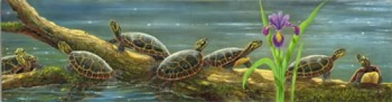 Suncatchers Painted Turtles Canvas Art - Carol Decker (28 x 8)