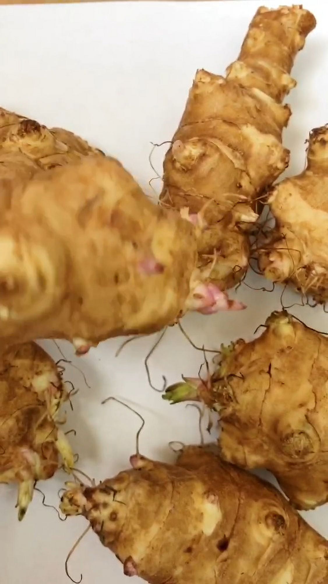 Sunchoke / Jerusalem Artichoke Individual Tubers For Planting