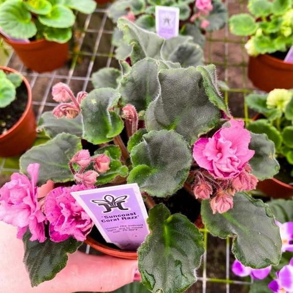 Florida House Plants Suncoast Coral Razz African Violet Live Plants in 4" Pot