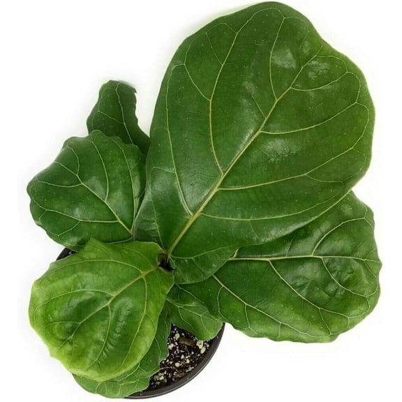 Suncoast Ficus Tree - 4 Live Starter Plants in 2 Inch Pots - Ficus Lyrata - Stunning Easy Care Interior Houseplant