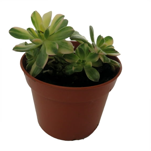 Suncup Succulent -Aeonium Castello Paive Variegata-2.5" Pot