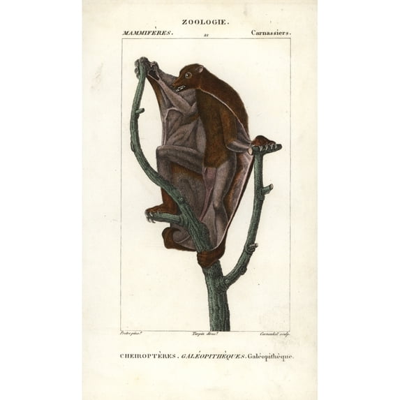 Sunda Flying Lemur, Galeopterus Variegatus Poster Print By ® Florilegius Mary Evans (24 X 36)