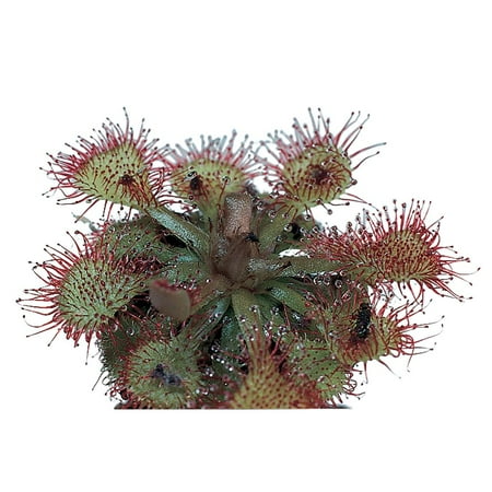Sundew (Drosera), Living Plant, Good For Acid-Bog Terraria