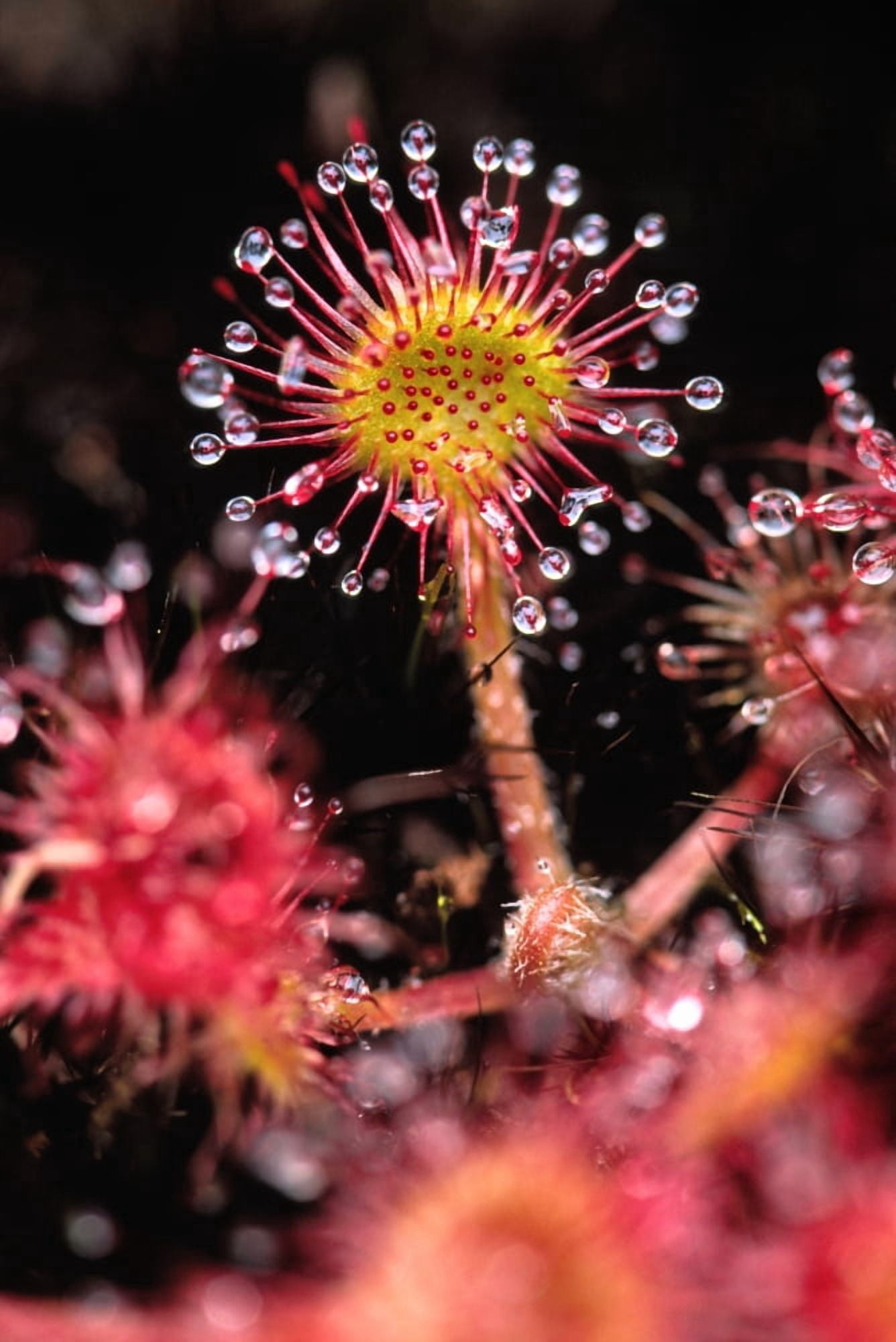 Sundew Vancouver Island British Columbia Canvas Art - Robert Postma Design Pics (11 x 17)