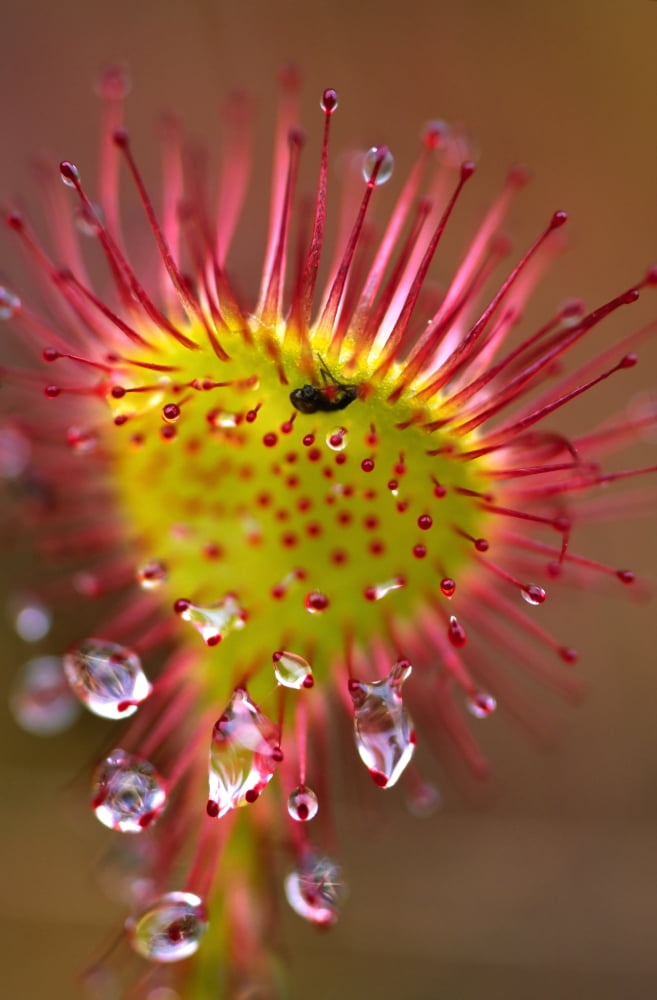 Sundew With Digested Food British Columbia Canvas Art - Robert Postma Design Pics (22 x 36)