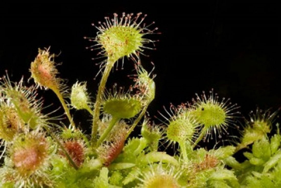 Sundew plant Stanley Park British Columbia Canvas Art - Paul Colangelo DanitaDelimont (26 x 18)