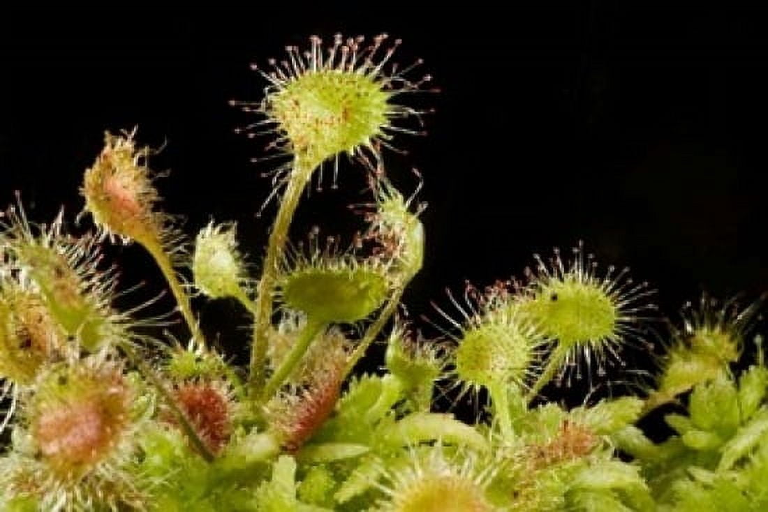 Sundew plant Stanley Park British Columbia Canvas Art - Paul Colangelo DanitaDelimont (36 x 24)