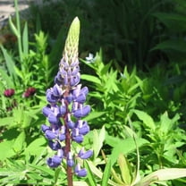 Mountain Valley Seed Company ~90 Sundial Lupine Wildflower Gardening Seeds, Perennial