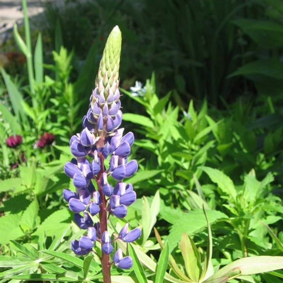 Mountain Valley Seed Company ~90 Sundial Lupine Wildflower Gardening Seeds, Perennial