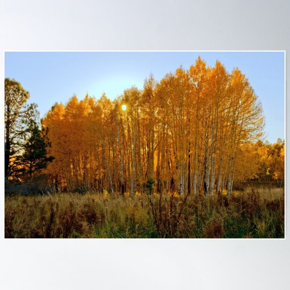 Sundown Through The Aspens Poster Wall Art, Modern Wall Decor For Living Room Bedroom, 8x12 UNFRAMED