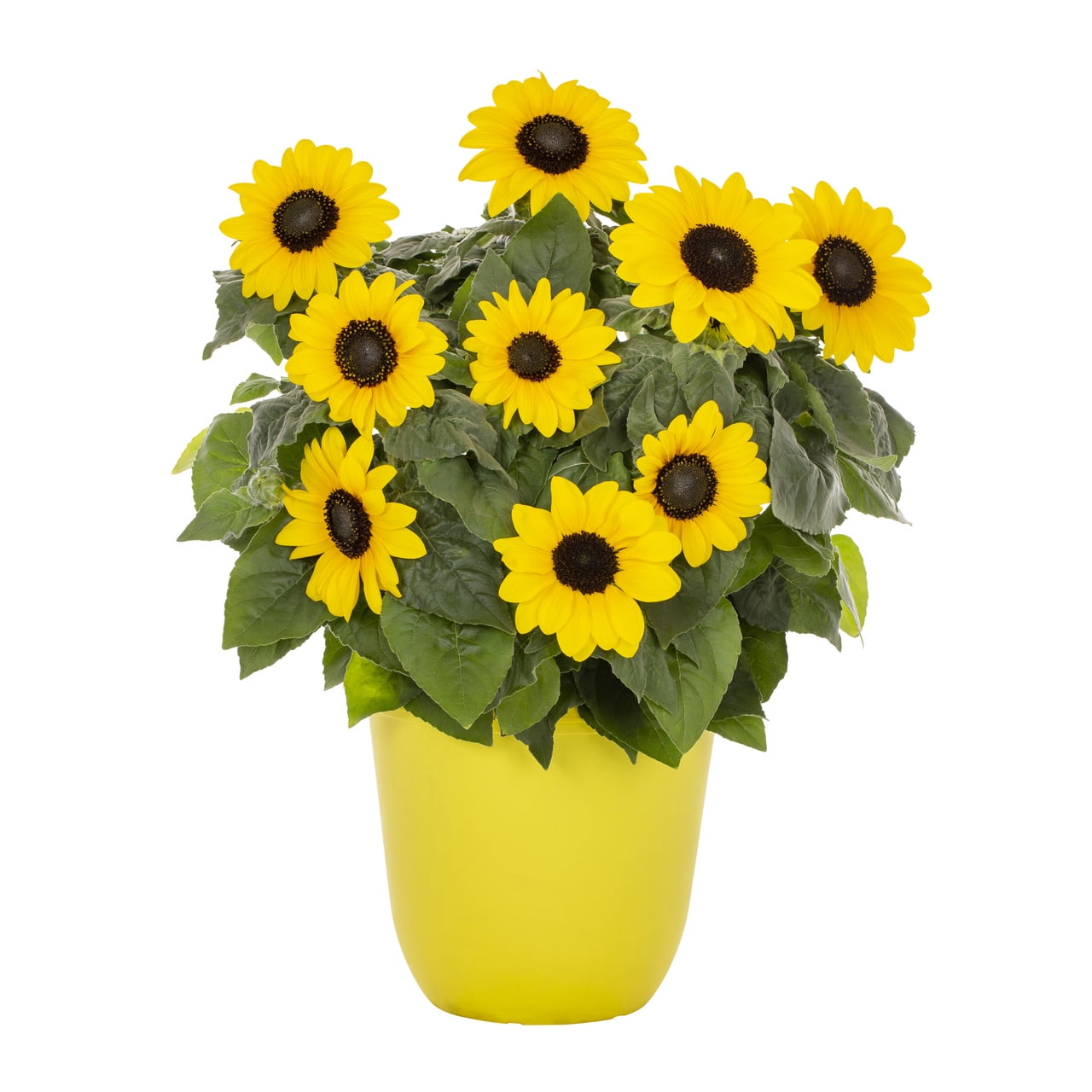 Sunfinity 1.5gal Yellow Sunflower Live Annual Plant Decorative Pot Sun -  Walmart Business Supplies