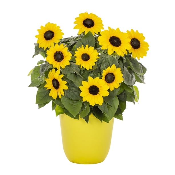 Sunfinity 1.5gal Yellow Sunflower Live Annual Plant Decorative Pot