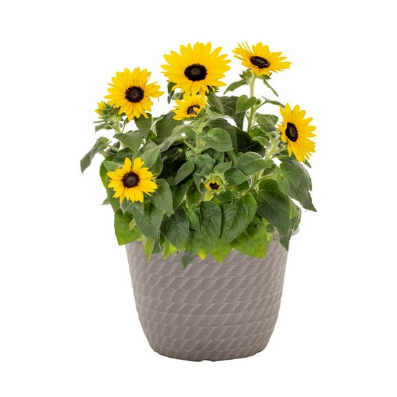 Sunfinity 1.5gal Yellow Sunflower Live Annual Plant Decorative Pot Sun