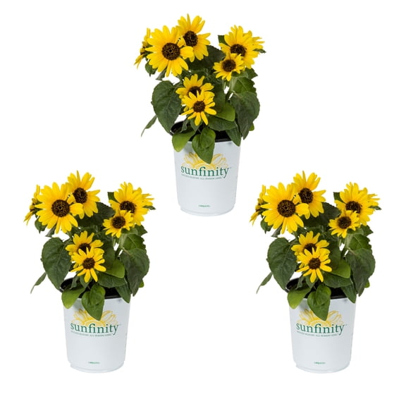 Sunfinity 2QT Yellow Sunflower Live Annual Plant Sun 3-Pack