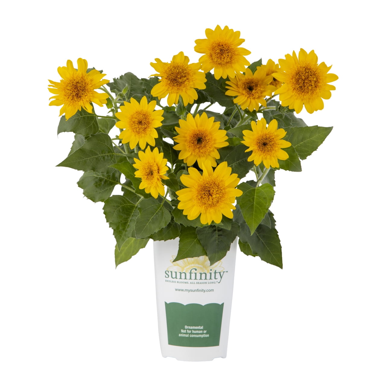 sunflower 2本 Sunfinity-Double-Yellow-