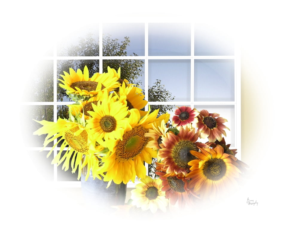 Sunflower 11 Canvas Art - Greg Murphy (26 x 20)