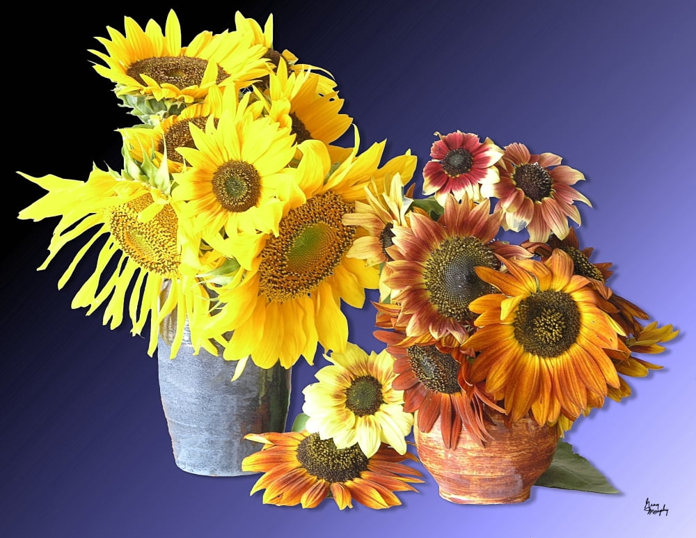 Sunflower 16 Canvas Art - Greg Murphy (26 x 20)