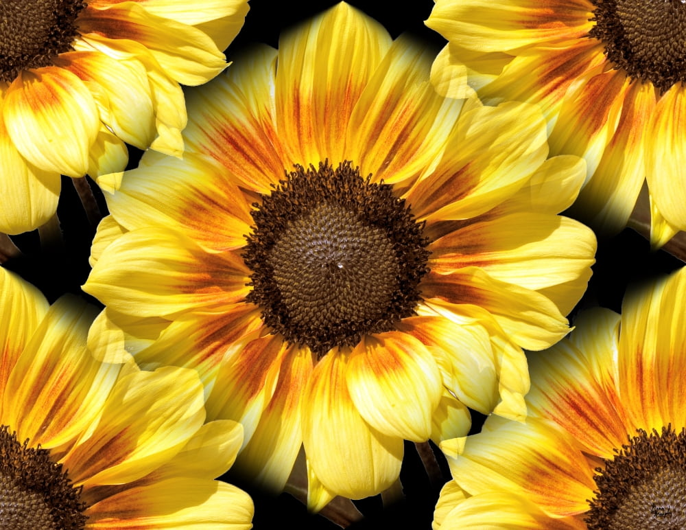 Sunflower 26 Canvas Art - Greg Murphy (26 x 20)