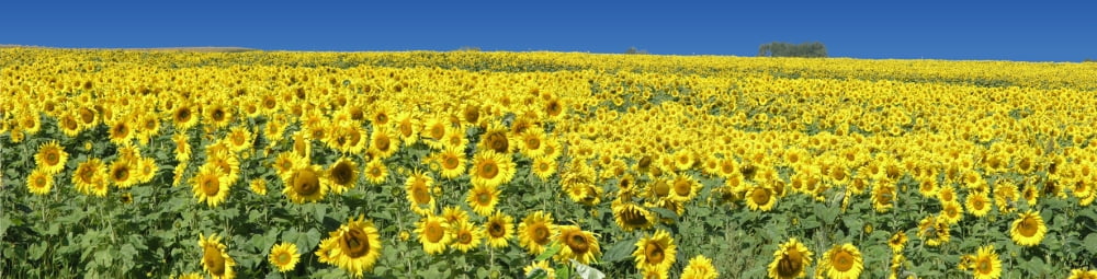 Sunflower 32 Canvas Art - Greg Murphy (9 x 36)
